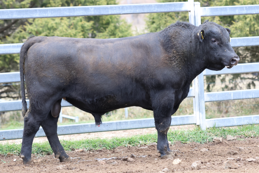 Lot 35 - BALD BLAIR S101 | AuctionsPlus