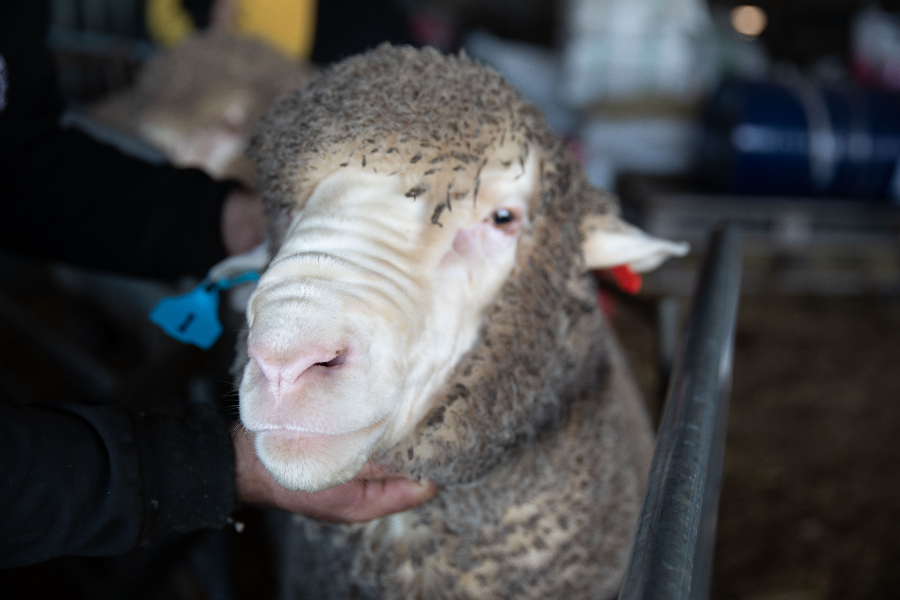 NORTH COWIE 36TH ANNUAL ONPROPERTY RAM SALE Auction 773 AuctionsPlus