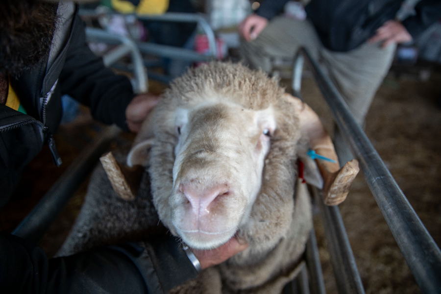 Lot 41 Horn 2.13 AuctionsPlus