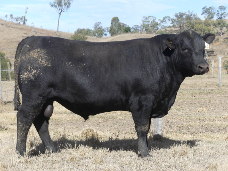Lot 43 Aisthorpe P550 Stallone S13 SV AuctionsPlus