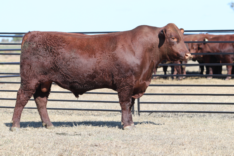 Lot 3 - WEEBOLLABOLLA SPRINGBOK S79 | AuctionsPlus