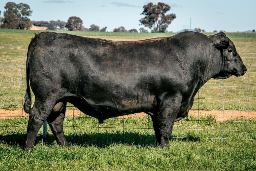 REDBANK ANGUS INAUGURAL BULL SALE - Auction 312 | AuctionsPlus