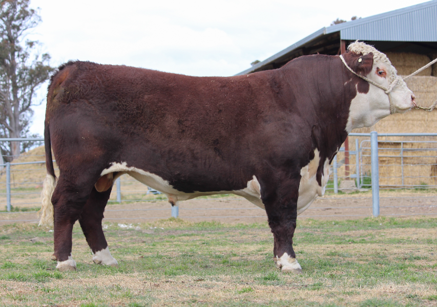 Lot 1 - TE-ANGIE SPITFIRE S145 (AI) (PP) | AuctionsPlus