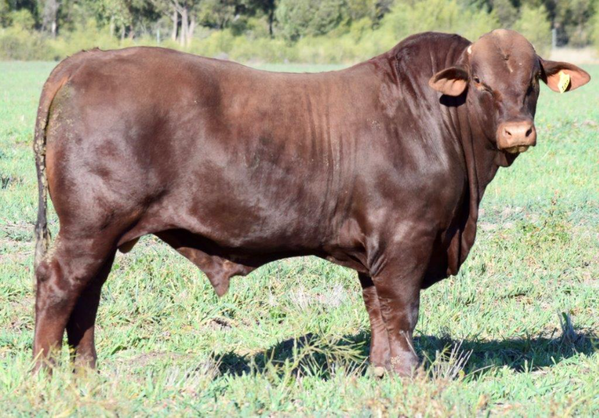 Lot 55 - NARROMINE T0103 (PS) | AuctionsPlus