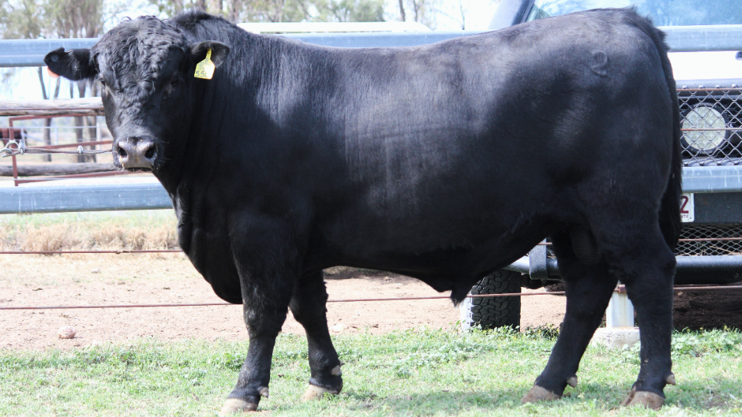 Lot 139 - THE GROVE S0501 3/4 ANGUS (DR) (P) (Black) | AuctionsPlus