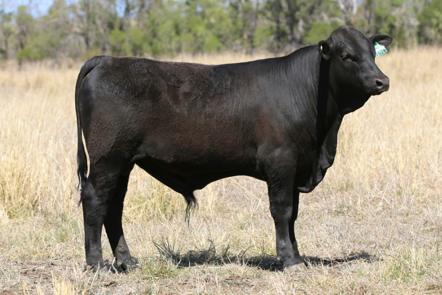 Lot 25 - JK CATTLE CO THUNDER T528 (P) | AuctionsPlus