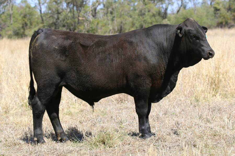 Lot 26 - JK CATTLE CO TULLY T531 (P) | AuctionsPlus