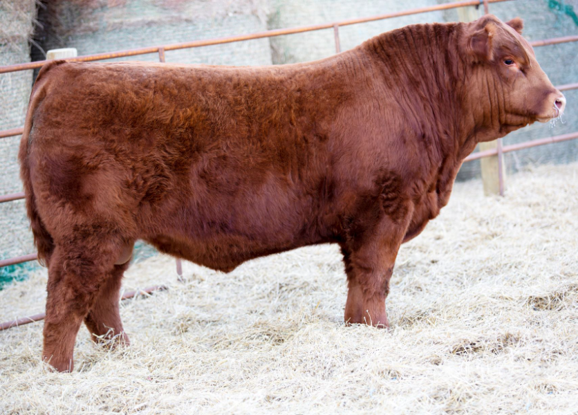 Lot 36 ANCHOR B GOLD RUSH 48G (IMCPJBH48G) AuctionsPlus