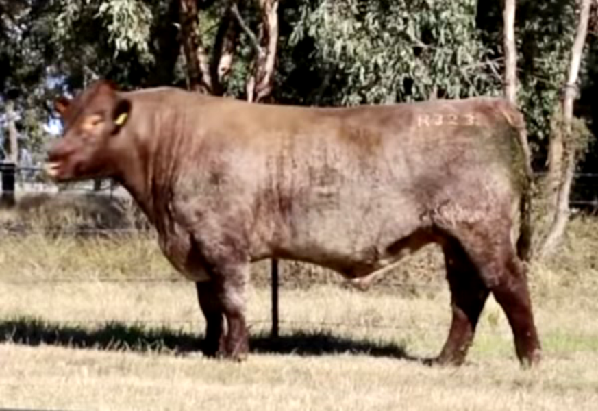 Futurity Ribeye R323 Lot 12 - 5 x Straws Futurity Rib Eye R323 | AuctionsPlus