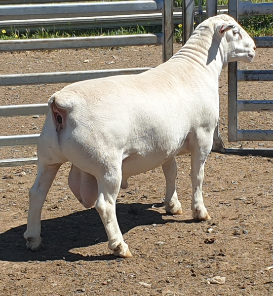 Lot 77 SUNDRIDGE 220012 AuctionsPlus