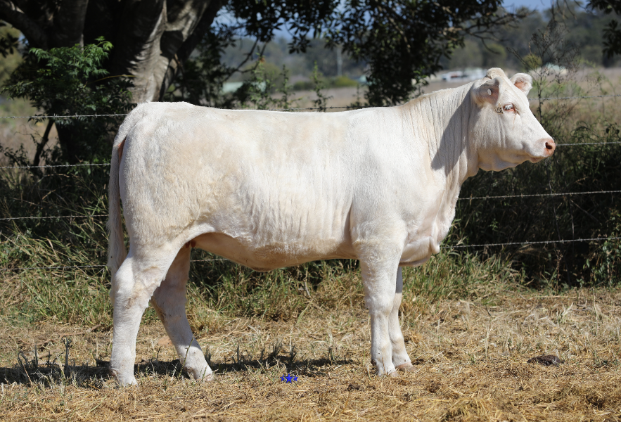 BRENDALE CHAROLAIS SIGNATURE COLLECTION 2023 FEMALE SALE Auction 509