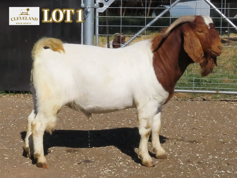 Lot 1 Cleveland 267 AuctionsPlus