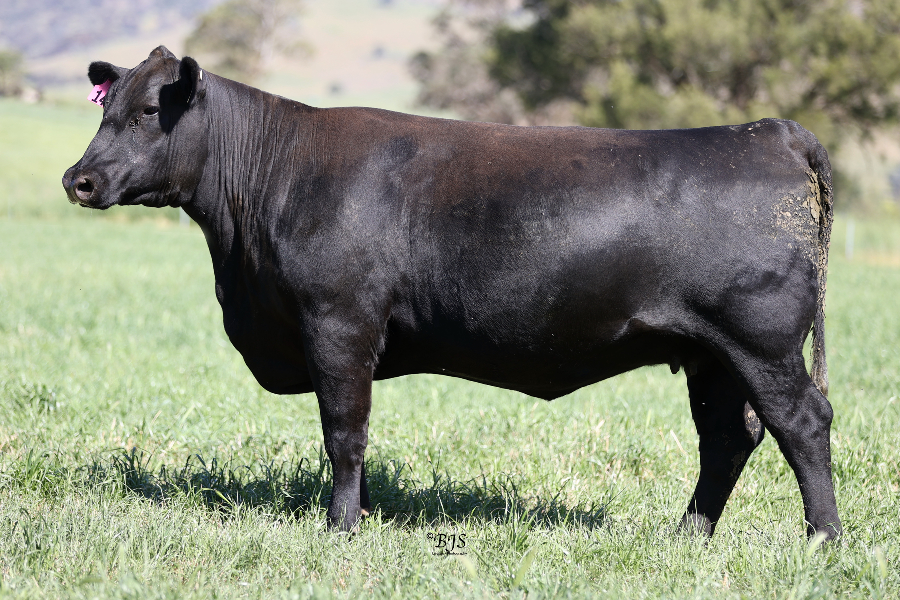 Lot 16 - Embryo Package - KNOWLA SO RIGHT S48 PV x KO WILCOOLA R94 PV ...