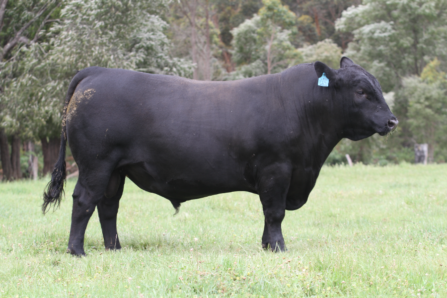 Lot 36 - GANDY NUGGET T291 | AuctionsPlus