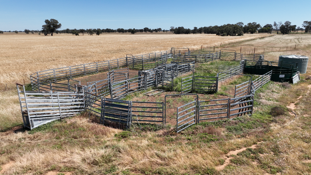 Lot 118 - Large Set Of Cattle Yards with Budflow Forcing Yard ...