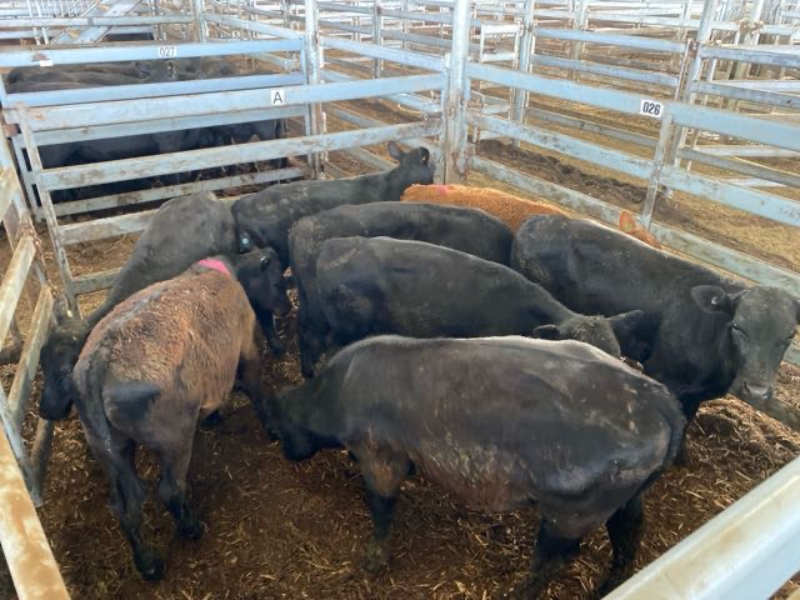 Pen 26A-N - 6 Limousin X Weaner Steers | AuctionsPlus