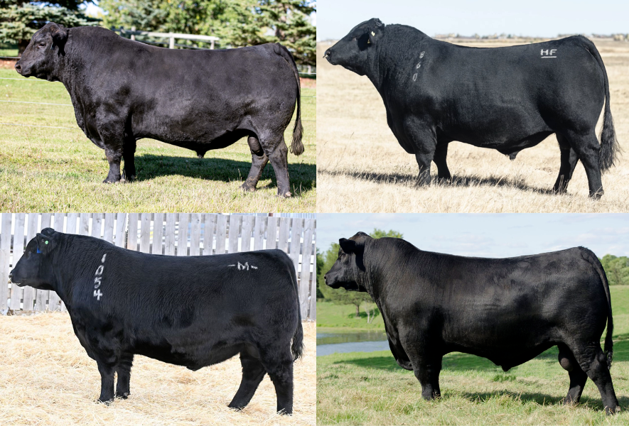 Lot 9 - Buyers choice - 5 or 10 straws of any bull from the Target ...