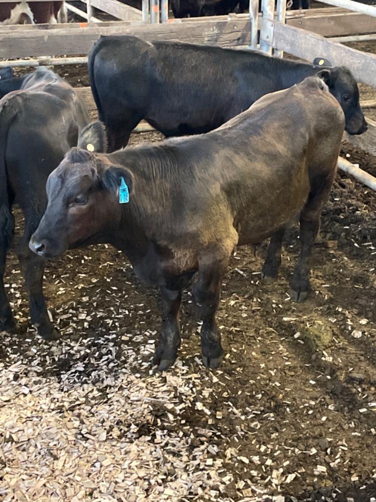 Pen 38B - 3 ANGUS STEER, 185.00kg avg (Total weight 555.00 kg ...