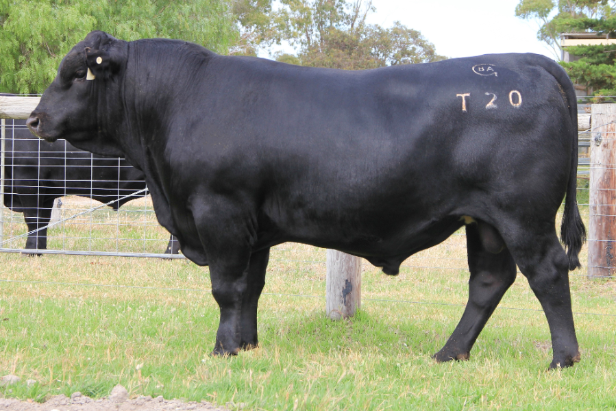 Lot 4 (BLACK ANGUS 38 SPECIAL T20)