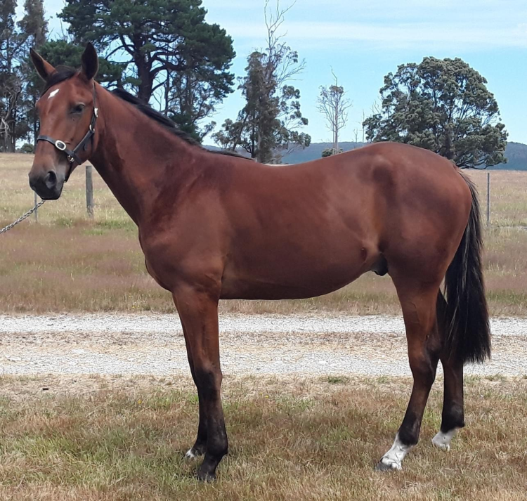 NUTRIEN EQUINE TASMANIAN STANDARDBRED YEARLING SALE 2024 Auction 899