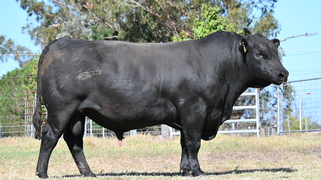 Lot 19 - TULLIBARDINE TOMB RAIDER T5 | AuctionsPlus