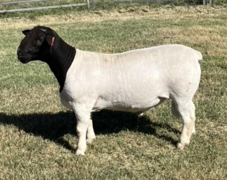 DSSA EASTERN REGION DORPER AND WHITE DORPER SALE Auction 946