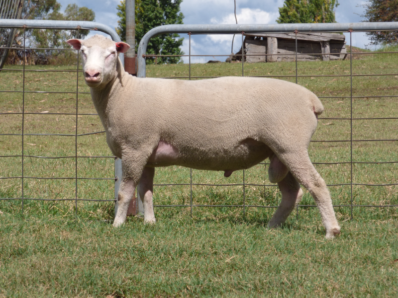 Lot 96 - YASLOC RAM 211 | AuctionsPlus