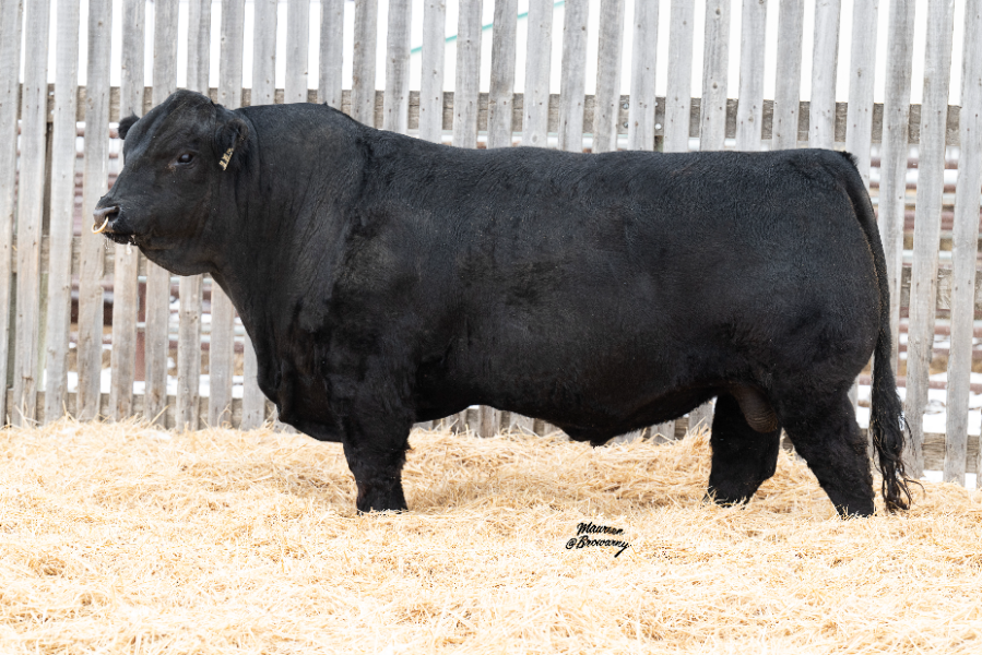 194 Rpy Lot 104 - RPY Paynes Shade | AuctionsPlus