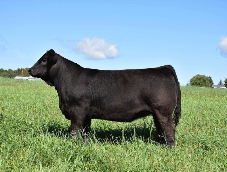 RED OAK LIMOUSIN 'GENETICS TIME' ONLINE SALE - Auction 108 | AuctionsPlus