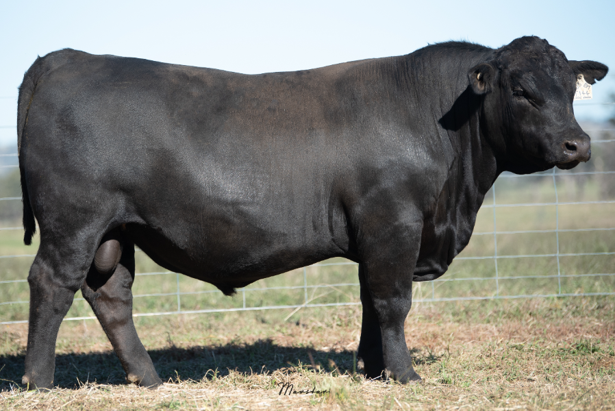 T144 Sign Lot 16 - JADE PARK TROJAN T144 | AuctionsPlus