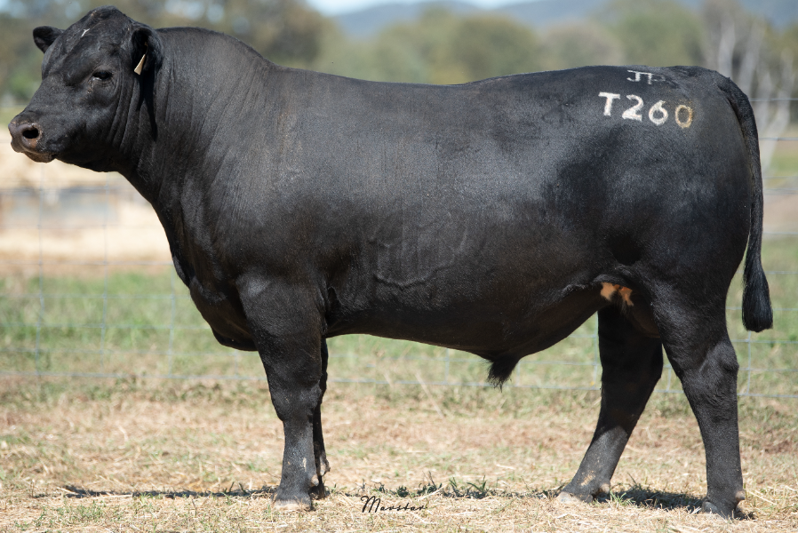 Lot 17 Jade Park Target T260 Auctionsplus