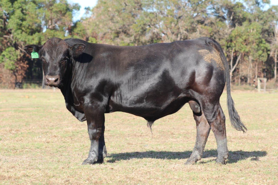 Lot 6 - SUMMIT FLEETWOOD T0215 | AuctionsPlus