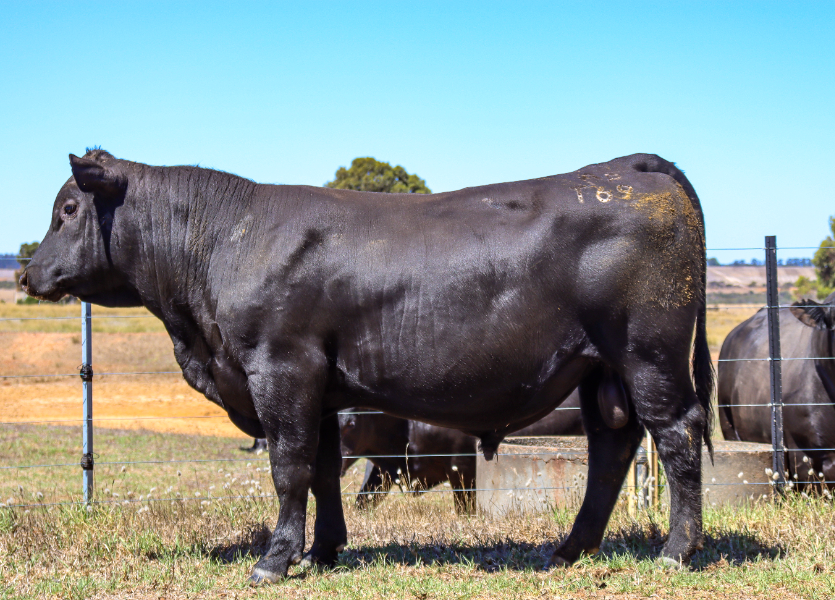 Lot 25 - ALLEGRIA PARK BREAKTHROUGH T69 | AuctionsPlus