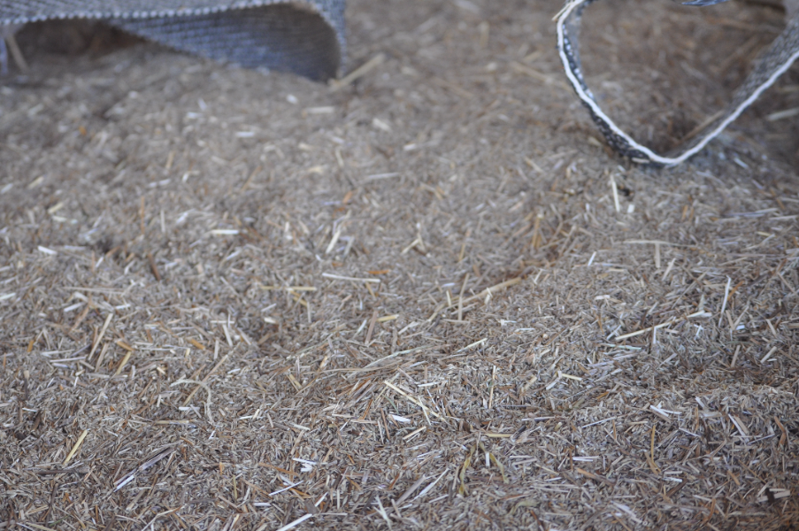Lot 39 - Premier Digit Seed Gradings | AuctionsPlus