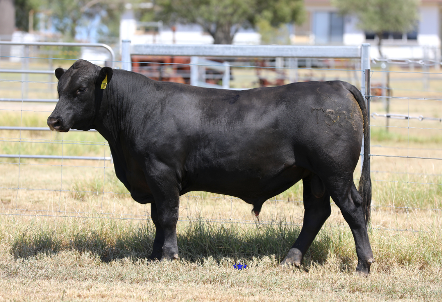 Lot 38 - WALLANGRA TIPAN T50 | AuctionsPlus