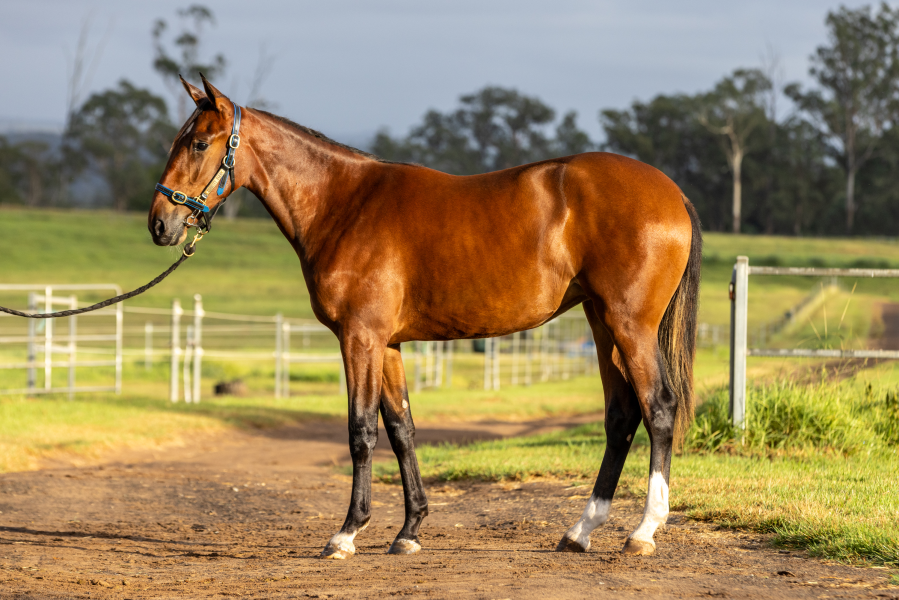 Lot 76 - 2022 FILLY OUT OF DELIGHTFUL TARA | AuctionsPlus