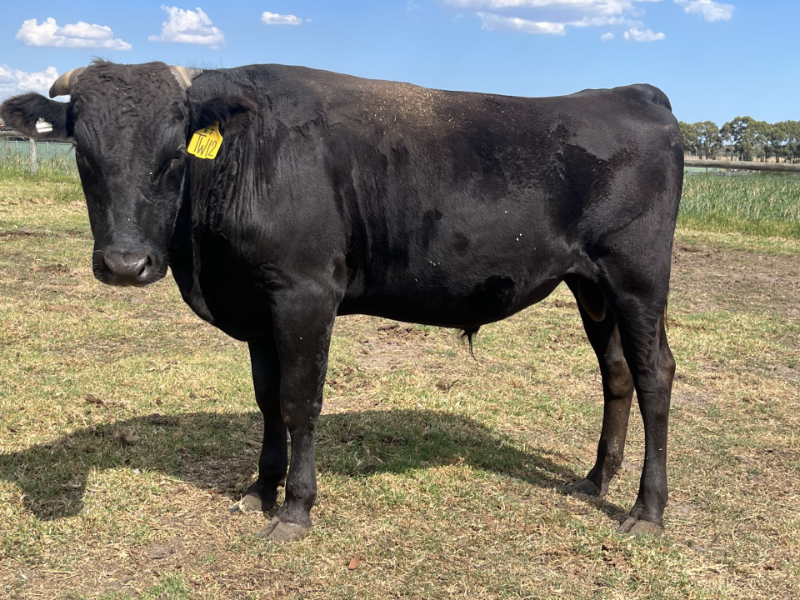 2024 ELITE WAGYU SALE AT WAGYUEDGE Auction 105 AuctionsPlus
