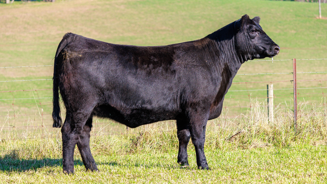 Lot 25 - Tattykeel Blackcap Essence T49 | AuctionsPlus