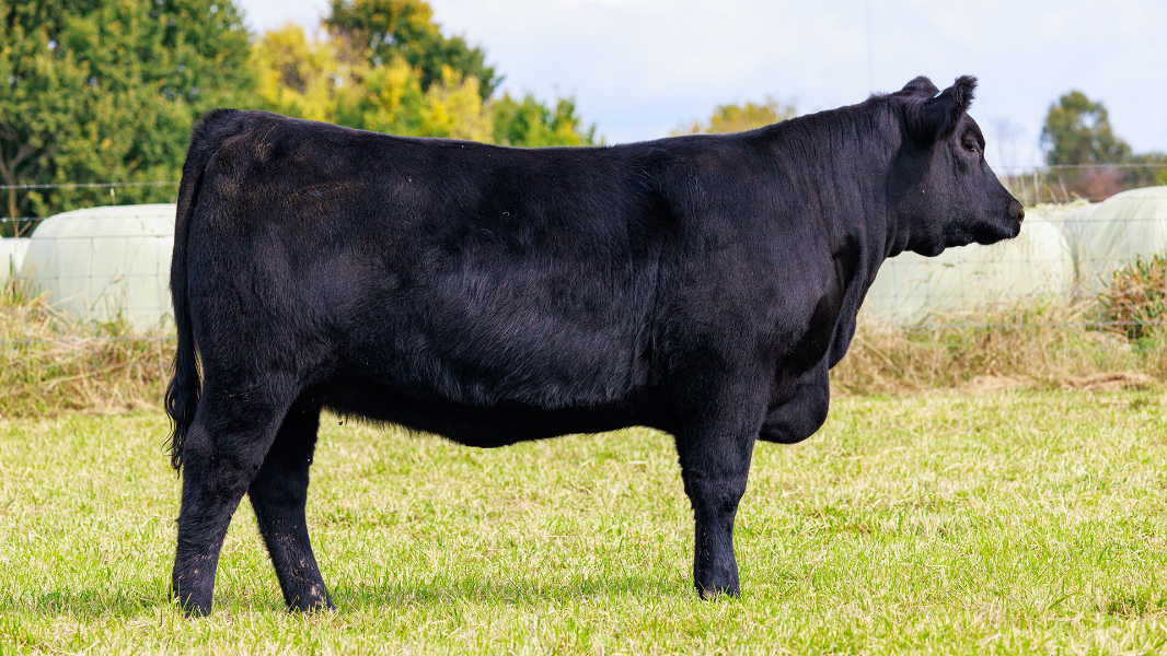 Lot 14 - Tattykeel Blackcap Essence U5 | AuctionsPlus