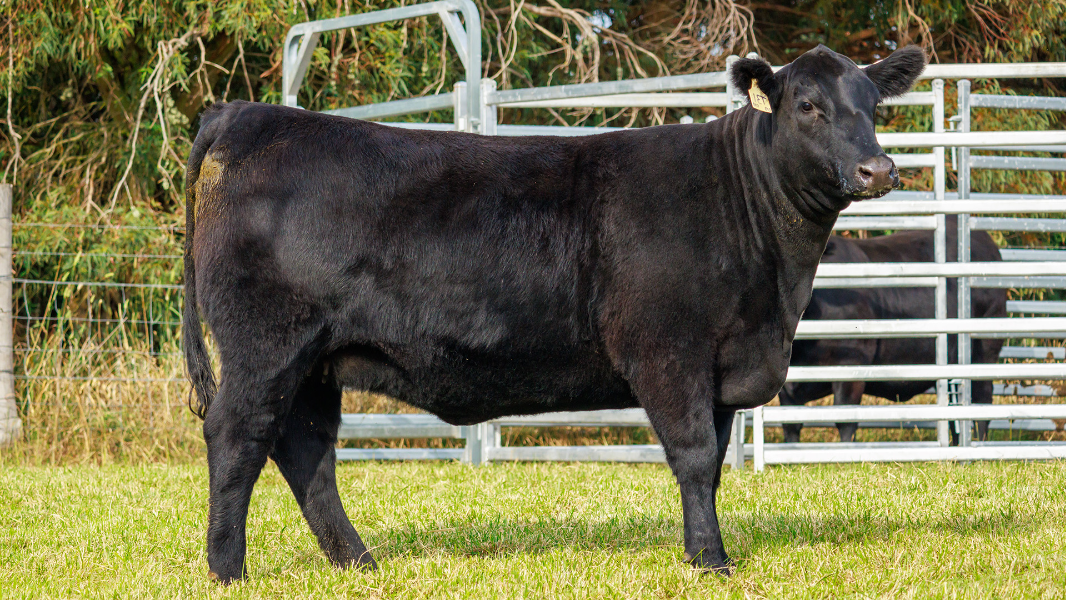 Lot 21 - Tattykeel Miss Essence T31 | AuctionsPlus