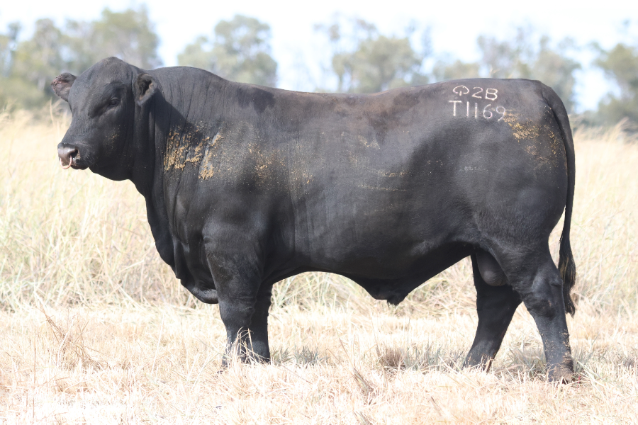 PALGROVE 'FIRST OF OUR FINEST' ULTRABLACK SALE - Auction 732 | AuctionsPlus