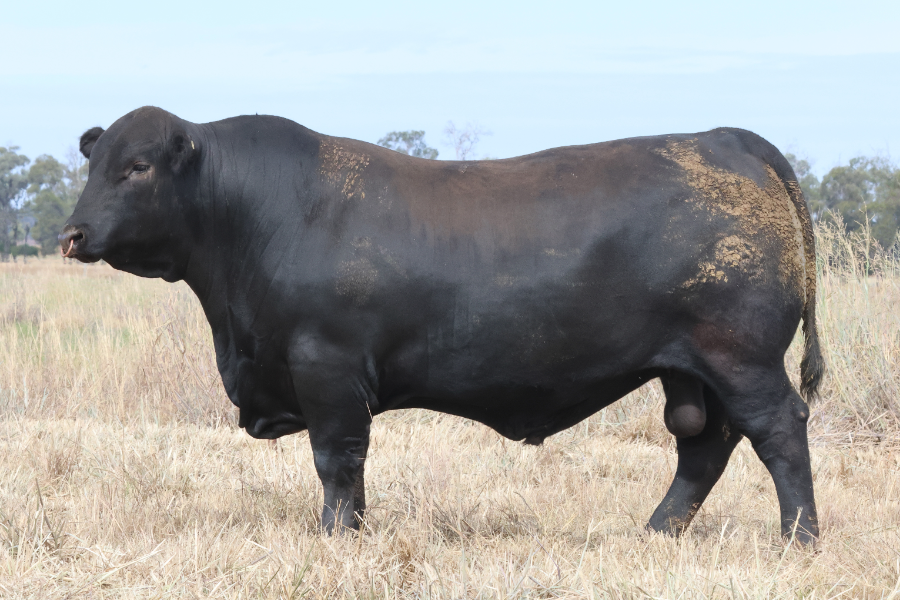 Lot 2 - PALGROVE TRENDSETTER SV | AuctionsPlus