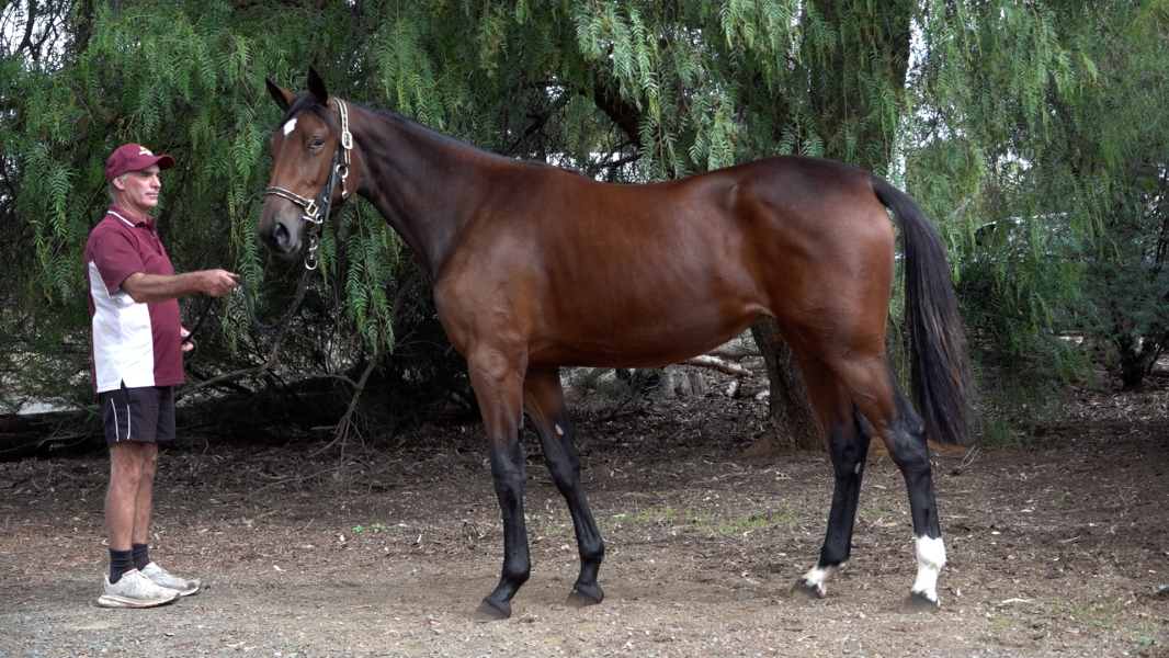 MELBOURNE 2024 NUTRIEN STANDARDBRED YEARLING SALE Auction 161