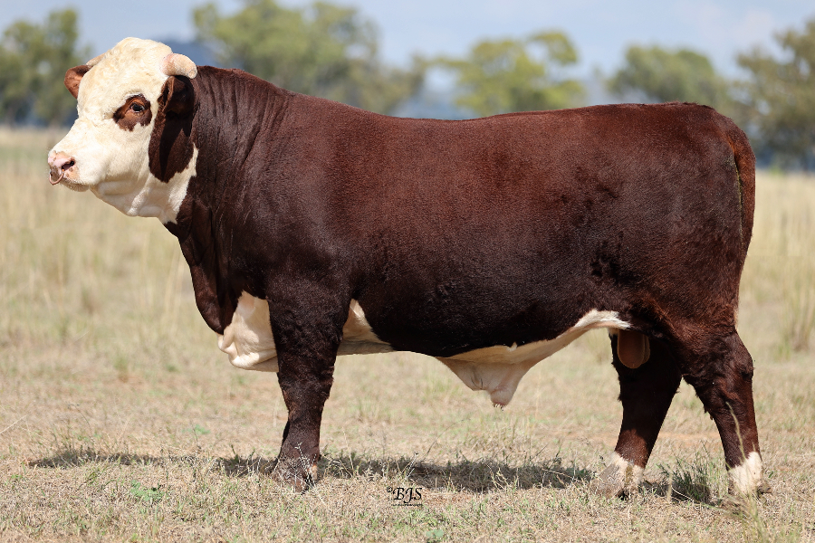 Lot 9 - BURRAWANG DAYBREAK T302 (AI) (H) | AuctionsPlus