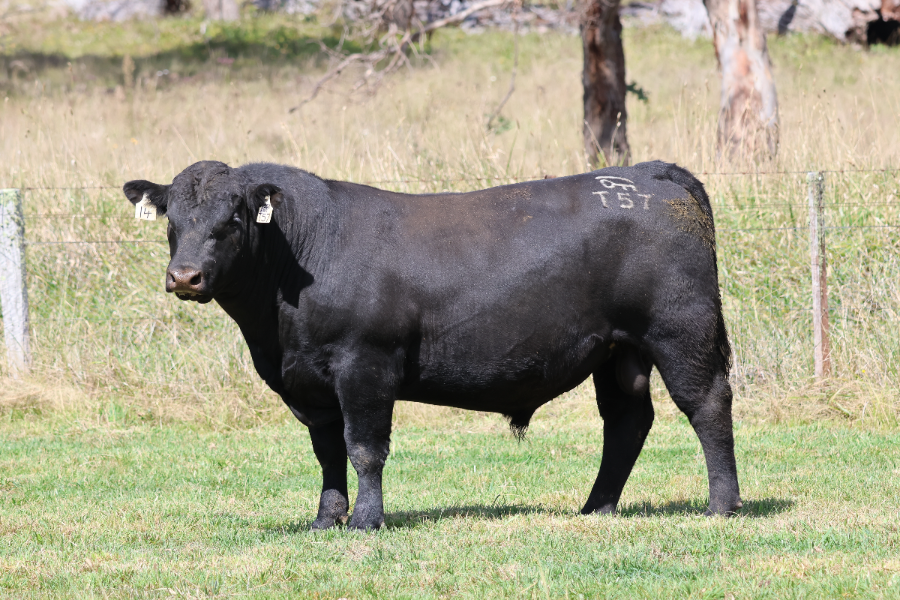 Lot 14 - Wattletop Exclusive T57 