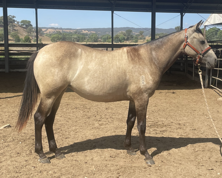 Lot 131 - Toonga Mocca | AuctionsPlus
