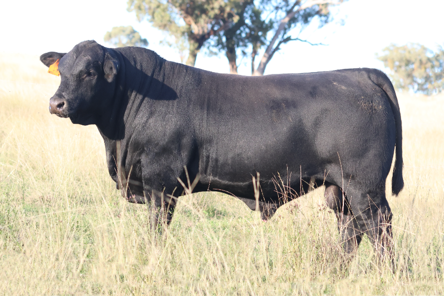 Lot 64 - PALGROVE TUTOR (P) PV | AuctionsPlus