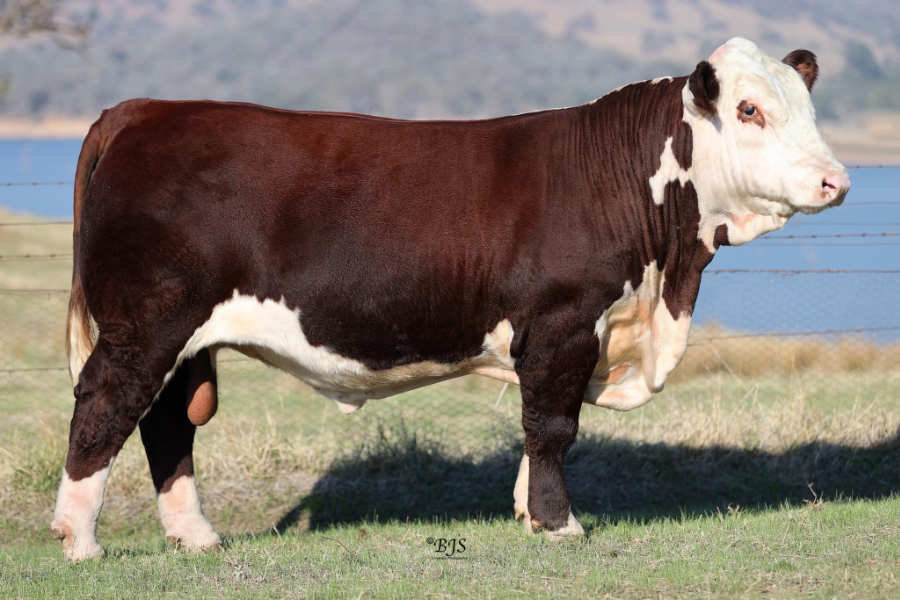 59TH HEREFORDS AUSTRALIA NATIONAL SHOW & SALE WODONGA - Auction 242 ...