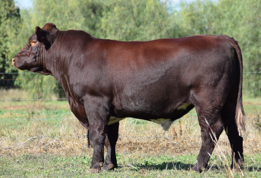 DUBBO NATIONAL SHORTHORN SHOW & SALE Auction 379 AuctionsPlus