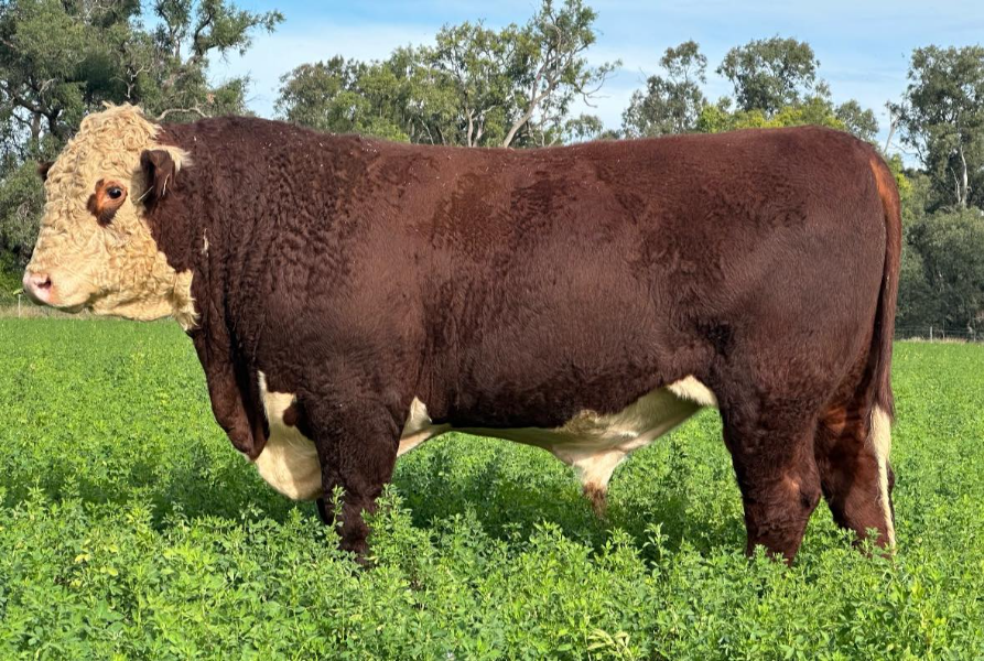 Lot 7 - KIDMAN EXOTIC T189 (PP) | AuctionsPlus